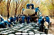 Giá cao su Tocom lại giảm do lo ngại Mỹ vỡ nợ